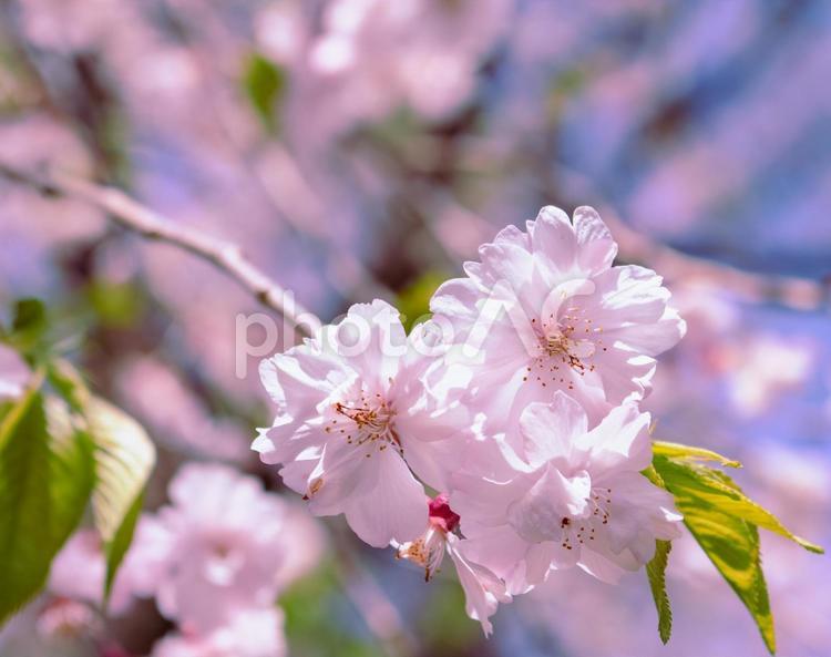 ソメイヨシノ葉桜11 ソメイヨシノ,さくら,桜の写真素材