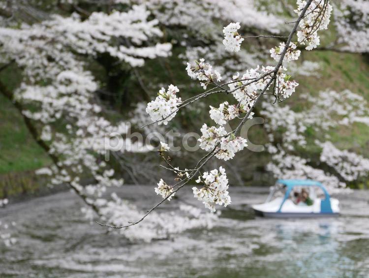 桜の季節 春,ピンク,見頃の写真素材