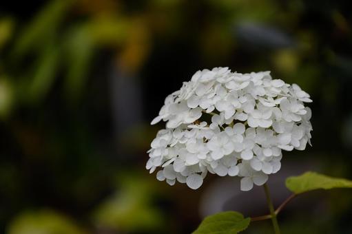 ピュアホワイトなアジサイ01 ピュアホワイトなアジサイ01 アジサイ,花,花びらの写真素材