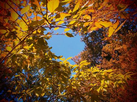 紅葉と青空⑤ 紅葉と青空⑤ 紅葉,もみじ,秋の写真素材