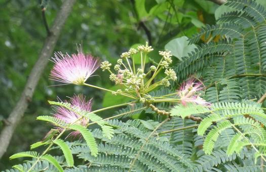 ねむの木の花001 ねむの木の花001の写真