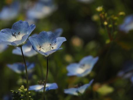 Nemophila, nemophila, naturel, fleurs, JPG