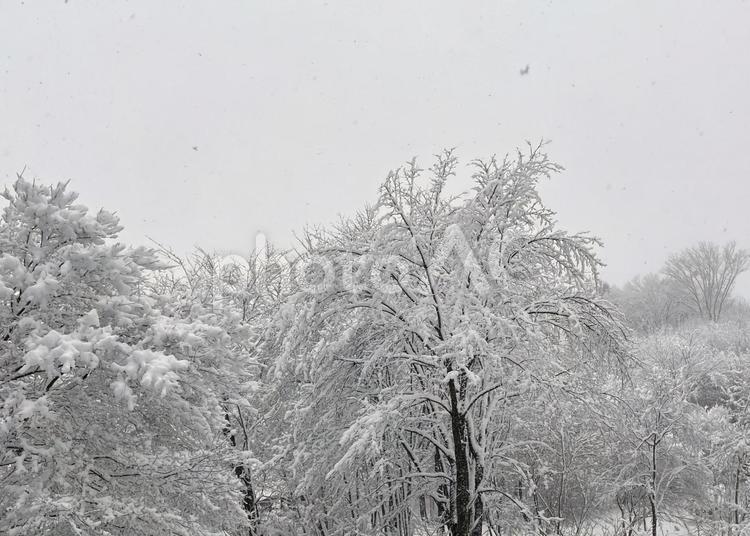 湿雪で枝垂れる山桜の枝 冬,雪,木々の写真素材