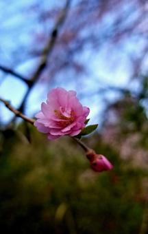 cherry blossoms, rosa, naturalmente, cenário, JPG