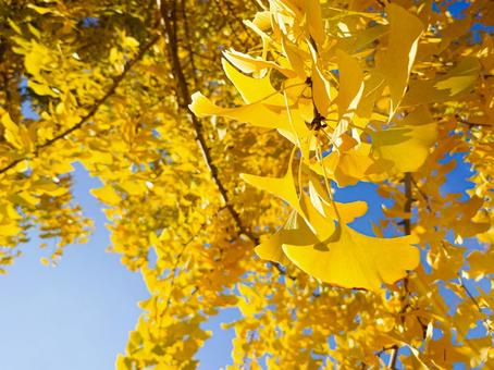 鮮やかなイチョウ 鮮やかなイチョウの写真