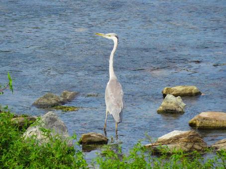川に佇むアオサギの若鳥 川に佇むアオサギの若鳥の写真