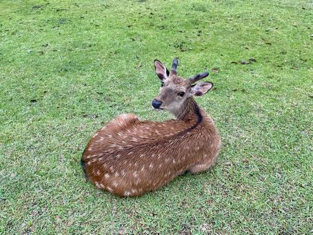 こんにちは鹿だす 鹿,シカ,野生の写真素材