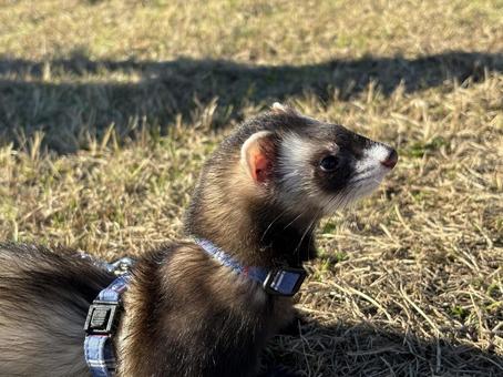 フェレット フェレット フェレット,イタチ,野生の写真素材