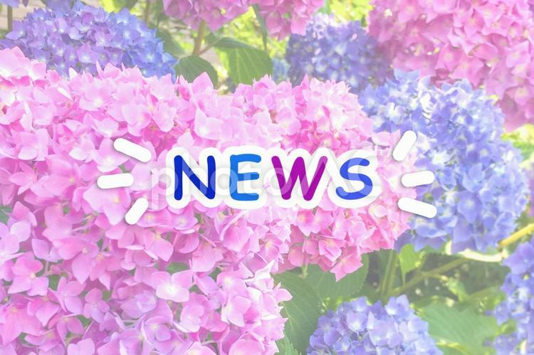 NEWS（手書き風・カラフルアジサイ） news,ニュース,あじさいの写真素材