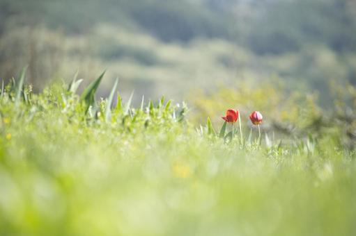 春の草原に咲くチューリップ 春の草原に咲くチューリップの写真