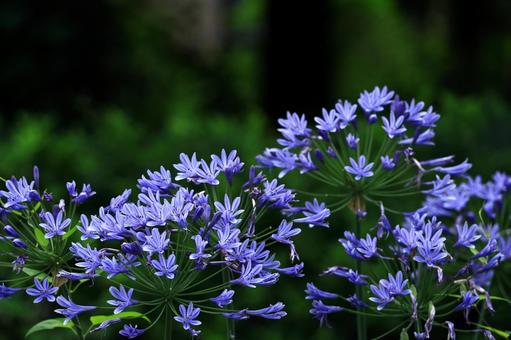 Photo, agapanthus, purple clam, murasaki kunsiran, 