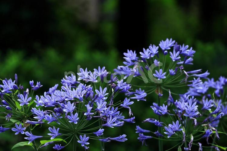 放射状に咲く アガパンサス,紫君子蘭,ムラサキクンシランの写真素材