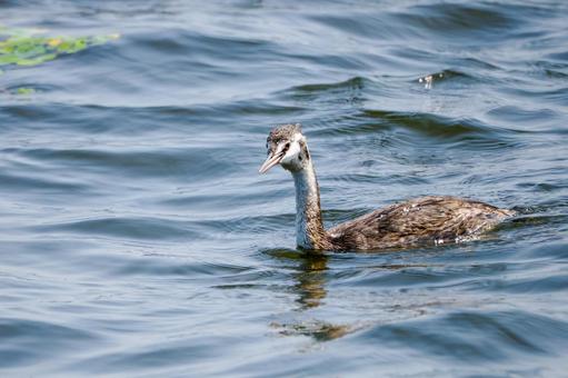 カンムリカイツブリの若鳥⒂ カンムリカイツブリの若鳥⒂の写真