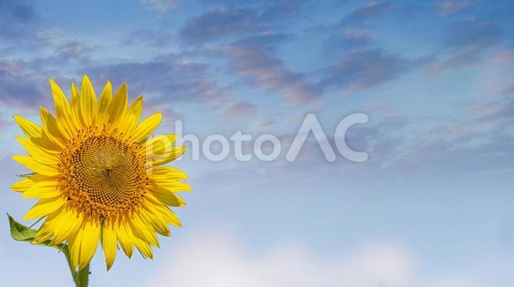 向日葵と夕焼け　夏イメージ 向日葵,ひまわり,ヒマワリの写真素材