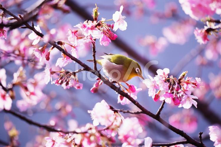 春の訪れと可愛いメジロ 春,メジロ,桜の写真素材