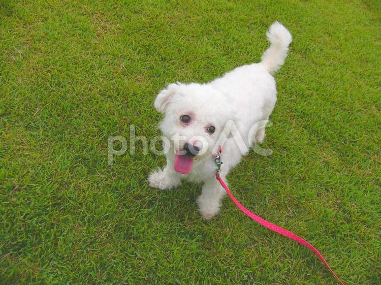 ビションフリーゼと緑の芝生 ビションフリーゼ,犬,ペットの写真素材