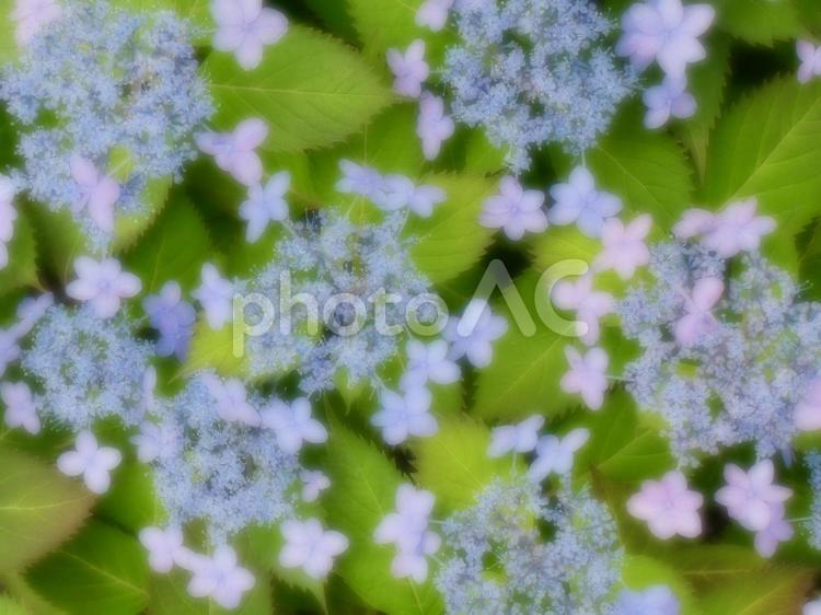 ガクアジサイ 紫陽花,アジサイ,自然の写真素材