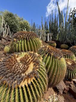KCCサボテンガーデン kccコミュニティカレッジ,サボテン,ハワイの写真素材