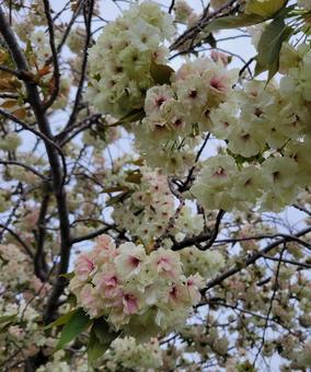 鬱金桜 鬱金桜,八重桜,桜の写真素材