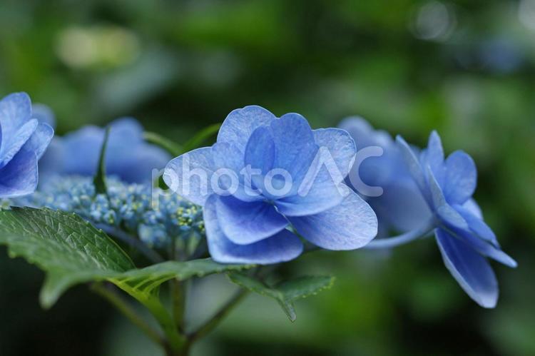 ガクアジサイ5 夏,花,あじさいの写真素材