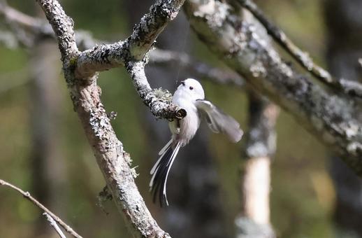 シマエナガ シマエナガ しまえなが,北海道,野鳥の写真素材