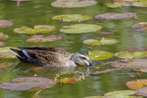 スイレンの葉の間を泳ぐカルガモ スイレンの葉の間を泳ぐカルガモ カルガモ,鳥,水鳥の写真素材