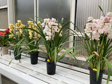 花瓶のお花たち 花瓶のお花たち 観光,花,植物の写真素材