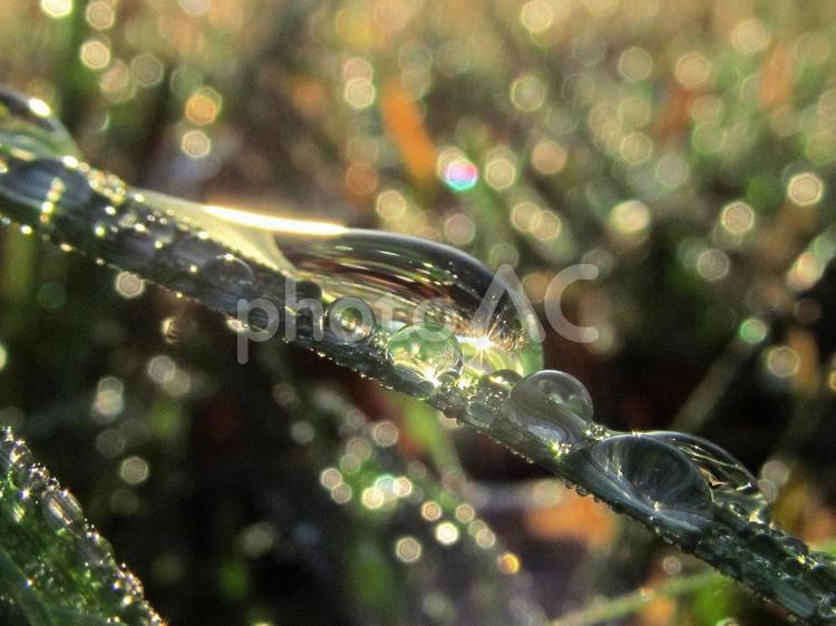 水滴とスギナと朝日Water drops 水滴,すいてき,waterの写真素材