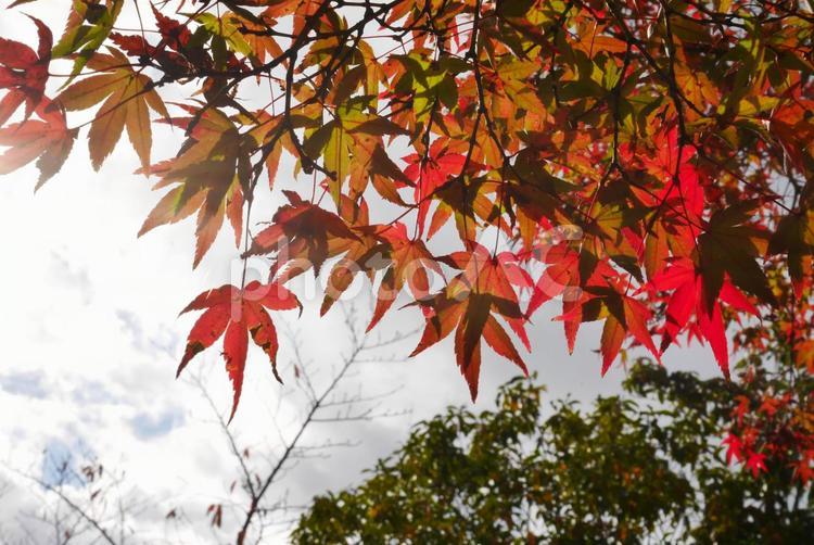紅葉　街の風景　空 紅葉,もみじ,青空の写真素材