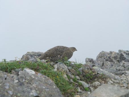 仙丈ヶ岳のライチョウ 仙丈ヶ岳のライチョウの写真