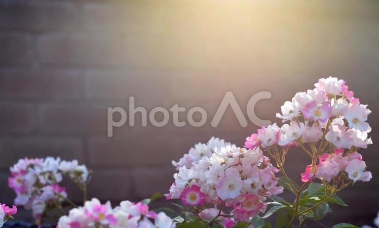 夕方　一重のバラ　 バラ,薔薇,ばらの写真素材
