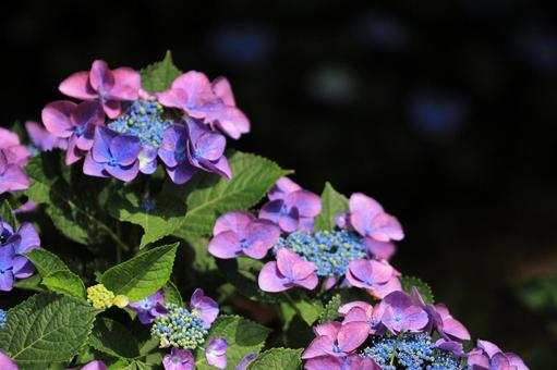 紫陽花 紫陽花の写真