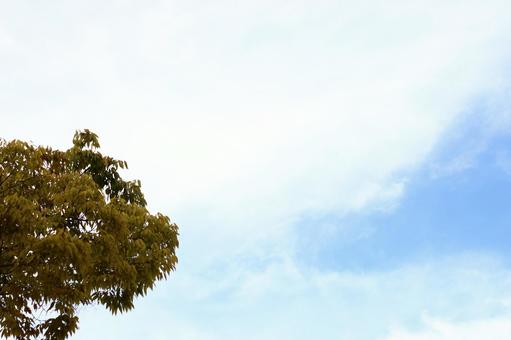 青空と木 青空と木の写真