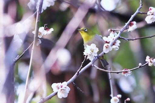 満開の梅の花とメジロ 鳥,メジロ,花の写真素材