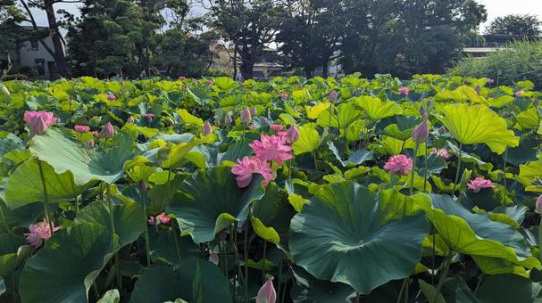 池に咲くピンクの蓮の花 池に咲くピンクの蓮の花の写真