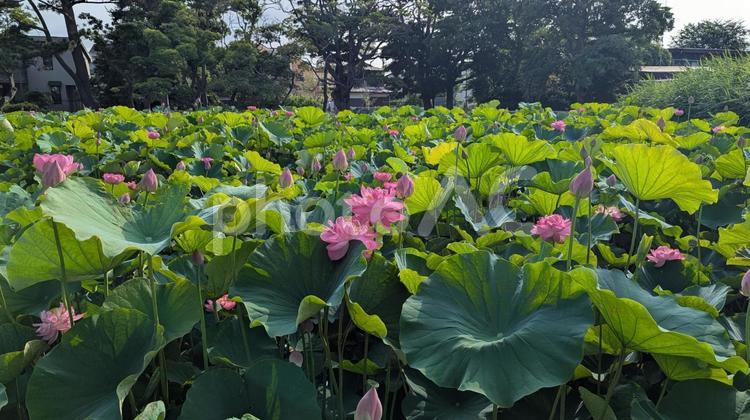 池に咲くピンクの蓮の花 ピンク,美しい,うつくしいの写真素材