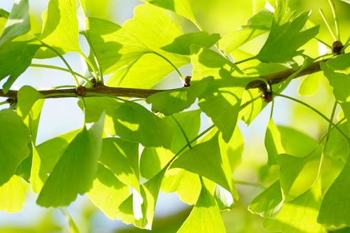 イチョウの葉 イチョウ,樹木,裸子植物の写真素材