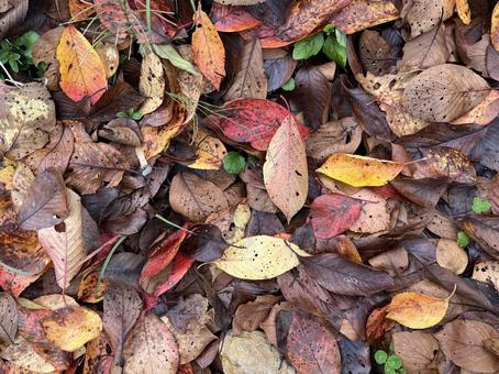秋の風景 落ち葉,落葉,枯れ葉の写真素材