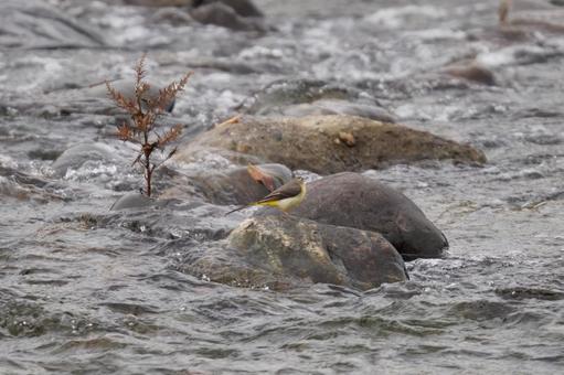 キセキレイ キセキレイ,自然,鳴くの写真素材