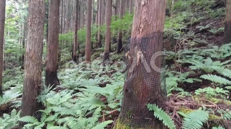 森林 森林,森,林の写真素材