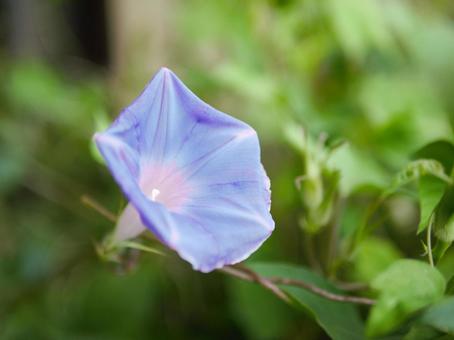 ヒルガオ科の写真