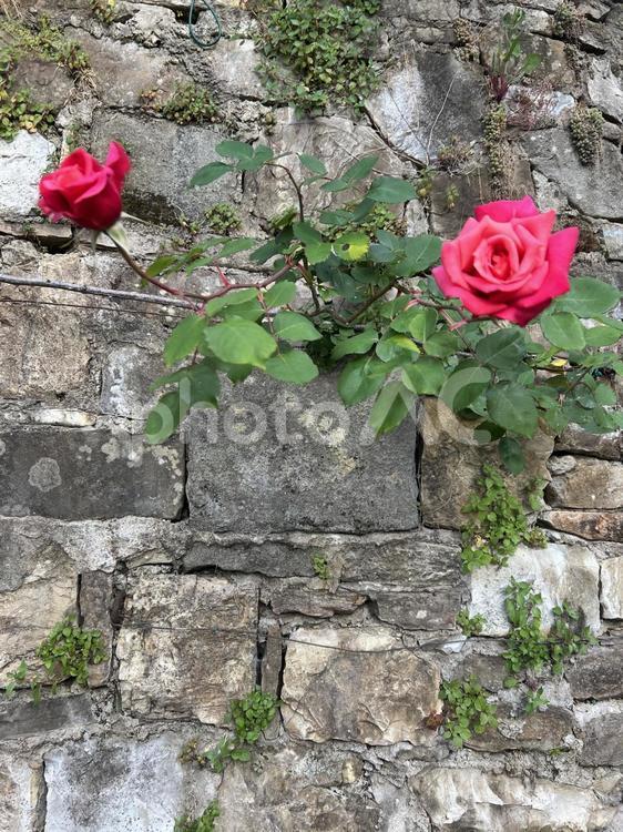 赤い薔薇と石垣（フィレンツェ） 薔薇,石垣,バラ庭園の写真素材