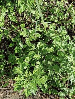 葉っぱ30 葉っぱ30 自然,屋外で,草の写真素材