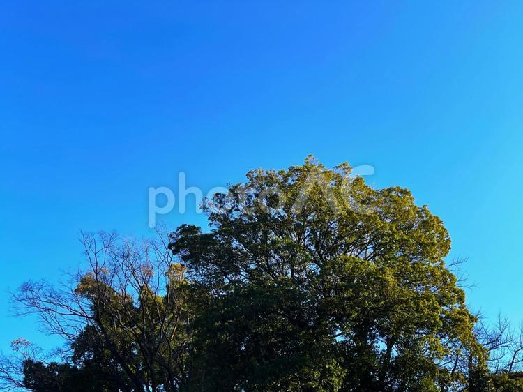 青空と大きな木と１ 青空,空,青いの写真素材