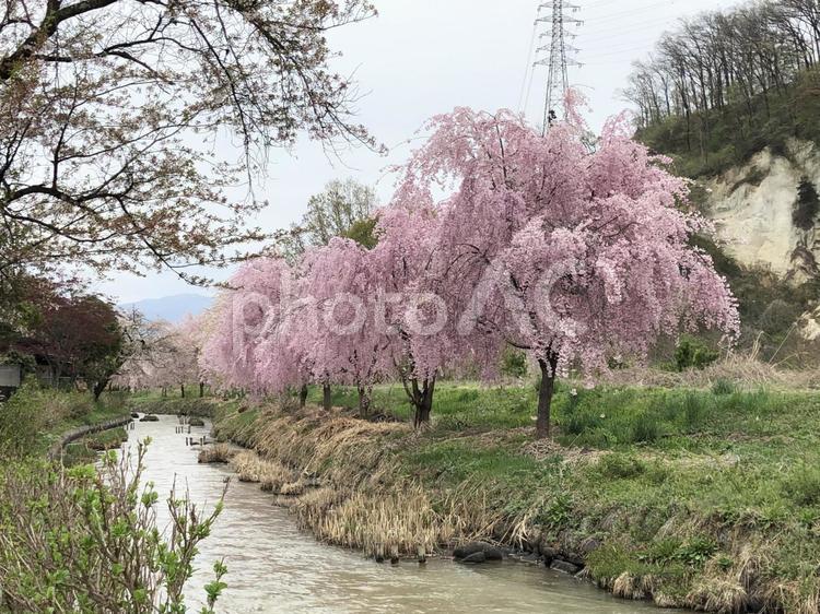 川と桜と白岩と 桜,川,白岩の写真素材