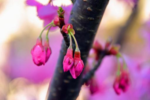 桜のつぼみ 桜のつぼみの写真