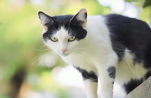 物陰から様子を伺う猫 物陰から様子を伺う猫の写真