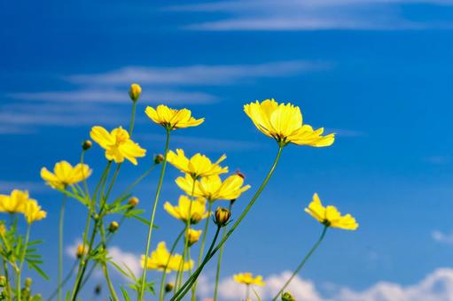 Yellow Cosmos 4, JPG