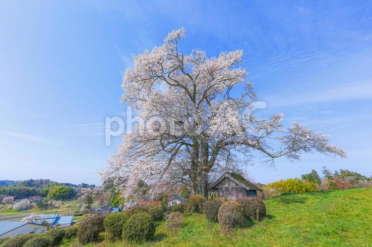 七草木の天神桜 七草木の天神桜,三春町,桜の写真素材