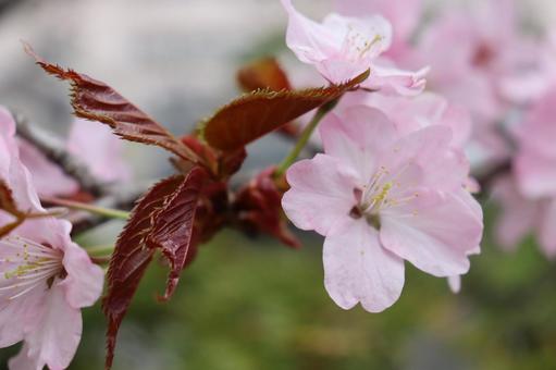 Sakura, JPG
